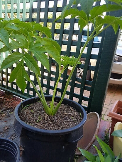 หน่อไม้น้ำ หรืออาชิตาบะ (Ashitaba) / 5 เมล็ด (Australia)