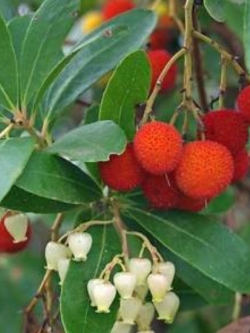 สตรอว์เบอร์รีต้น (Strawberry tree) / 10 เม็ด (UK)