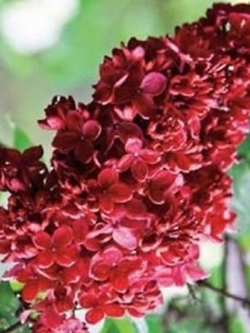 ไลแลคญี่ปุ่น (Japanese Lilac) สีแดง / 50 เม็ด (นอก)