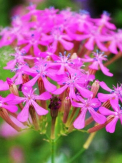 แคทฟลาย - คาร์มาย พิ้งค์ (Catchfly - Carmine Pink) / 1,500 เม็ด (UK)