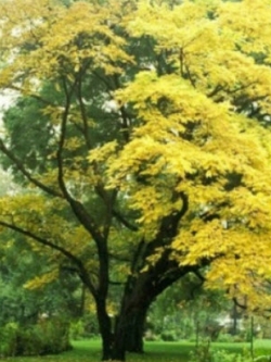 ชวนหวงป้อ หรือ อึ่งแปะ (Amur Cork) / 10 เม็ด (Russia)