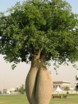 ต้นขวด (Bottle Tree) / 10 เม็ด (Portugal)*