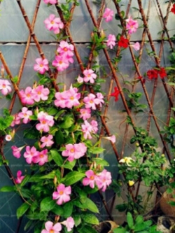 บานบุรีเลื้อย สีชมพู /100 เม็ด