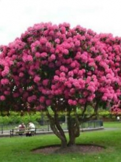 ไจแอนท์ โรส ซากุระ (Giant Rose Sakura) / 5 เม็ด (นอก)