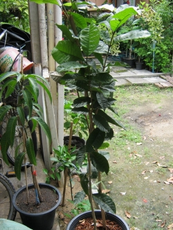 ต้นพวงครามออสเตรเลีย กระถาง 10 นิ้ว สูง 80-100 ซ.ม. / ต้น (L)