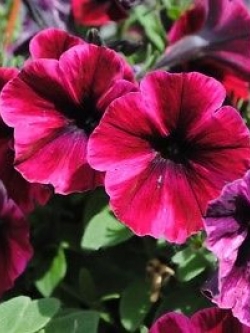 พิทูเนียดอกใหญ่ สีแดงเชอรี่ (Cherry-red) / 20 เม็ด (Poland)