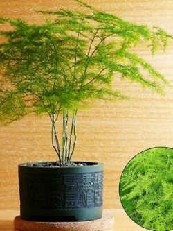 โปร่งฟ้า (Setose Asparagus) / 50 เม็ด (นอก)