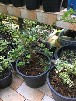 ต้นยี่เข่ง ดอกขาว สูง 30-50 ซม. / ต้น