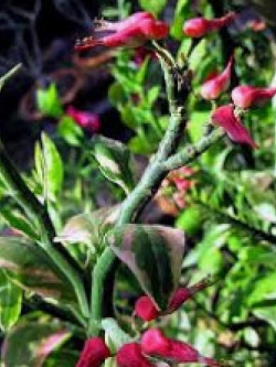 ต้นนกน้อยนำโชค ใบด่าง สูง 20-30 ซ.ม. / ต้น