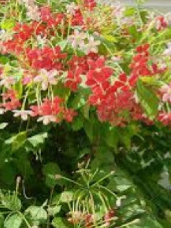 ต้นเล็บมือนาง (Rangoon creeper) ถุงดำ ขนาด S / ต้น