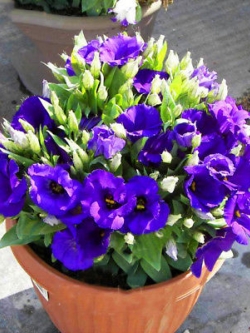 ไลซิแอนทัส (Lisianthus) สี Royal blue / 100 เม็ด