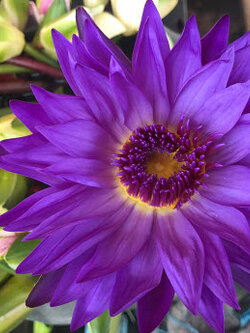 บัวผันไทยลูกผสม สีม่วงเข้ม / ซอง