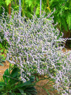 เยอรมัน สแตติส (German Statice) / 100 เม็ด (UK)