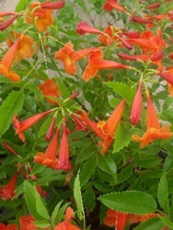 ต้นทองอุไร สีแดง-ส้ม สูง 60-80 ซ.ม. / ต้น