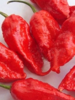 พริกปีศาจโคตรเผ็ด Bhut Jolokia / 100 เม็ด (นอก)