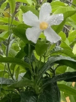 ต้นอมรเบิกฟ้าสีขาว หรืออรุณเบิกฟ้า กระถางแขวน / ต้น