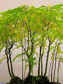 ฮันนี่ โลคัส (Honey Locust) บอนไซ / 25 เม็ด (UK)