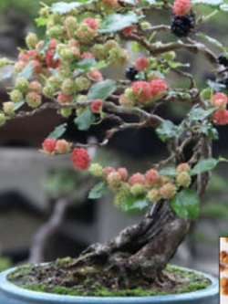หม่อนดำ หรือมัลเบอรี่ดำ (Black Mulberry) บอนไซ / 20 เม็ด (Hungary)