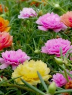 แพรเซี่ยงไฮ้ (Moss-rose) คละ / 1,000 เม็ด (Poland)