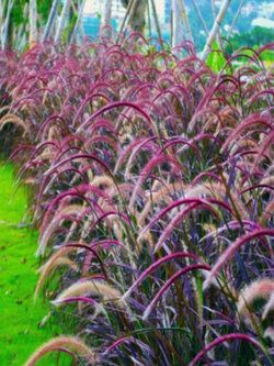 หญ้าน้ำพุ (Fountain grass) / 50 เม็ด (Taiwan)