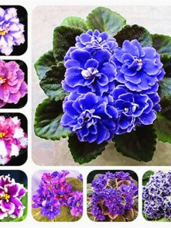 แอฟริกันไวโอเล็ต (African violet) คละ / 100 เม็ด (นอก)