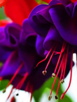 บีโกเนีย ฟิวเซีย (Begonia Fuchsia) / 25 เม็ด