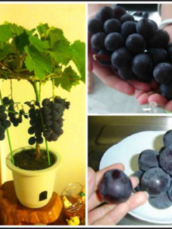 องุ่นดำเคียวโฮญี่ปุ่นบอนไซ (Kyoho grape) / 18 เม็ด (นอก)