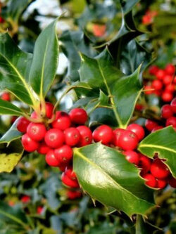อิงลิช ฮอลลี่ (English Holly / Common European Holly) / 10 เม็ด (UK)*