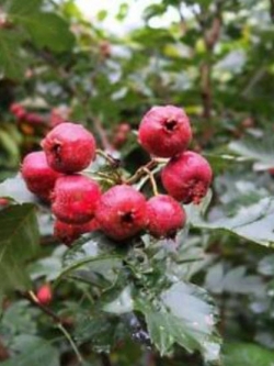 Hawthorn (ซานจา) / 50 เมล็ด