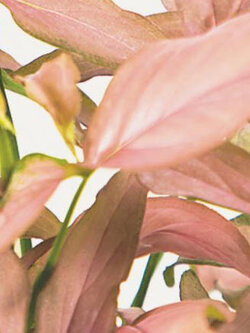 เงินไหลมา พิ้งค์ อัลลูชัน (Syngonium - Pink Allusion) กระถาง 6 นิ้ว