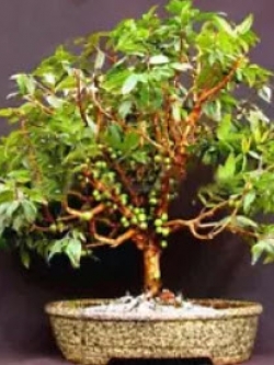 องุ่นบราซิล (Jaboticaba) บอนไซ / 25 เม็ด