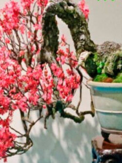 ไห่ถัง หรือแครปแอปเปิ้ล (Crabapple) / 10 เม็ด (UK)