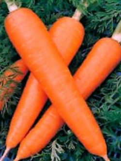 แครอท รัสเซีย หัวใหญ่ สีส้ม / 500 เม็ด