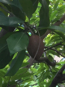 ต้นละมุด กระสวยมาเลย์ กิ่งตอน 20-30 ซ.ม. / ต้น