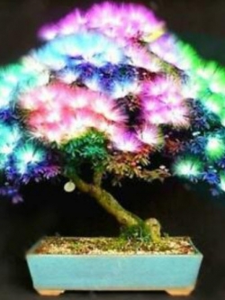 ทิ้งถ่อนบอนไซดอกแฟนซี (Rainbow Siris) / 10เม็ด (นอก)