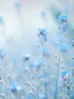 สตาร์ ฟลาวเวอร์ (Star Flower) สีฟ้า / 25 เม็ด (นอก)