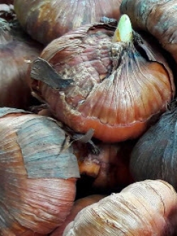 หัวแกลดิโอลัสคละ (Mixed Gladiolus) / ขายส่ง (wholesale)