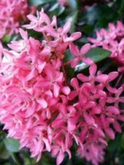 ต้นเข็มชมพู สูง 40-60 ซ.ม. / ต้น