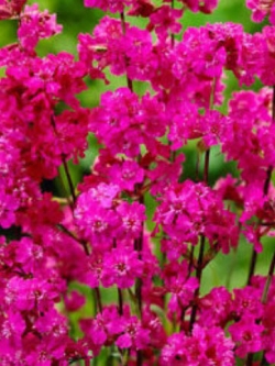 แคทฟลายร์ (Catchfly - Lychnis viscaria) สีชมพู / 2,500 เม็ด (UK)