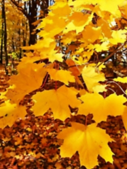 เมเปิ้ลต้น (Maple) เหลือง Norway Gold / 10 เม็ด (นอก)