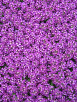 อลิสซั่ม หรือสวีทอลิสซั่ม (Sweet Alyssum) สีม่วง / 2,500 เม็ด (UK)*