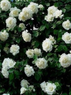 กุหลาบเลื้อย สีขาว / 100 เม็ด (PT4)