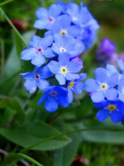 อัลไพน์ ฟอร์เก็ตมีน็อท ( Alpine Forget Me Not) สีฟ้า / 25 เม็ด (UK)