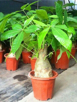 ศุภโชค หรือนุ่นน้ำ (Money tree) / 10 เม็ด (นอก)