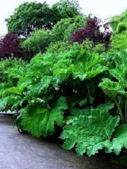 ไจแอนท์ รูห์บาบ (Giant rhubarb) / 20 เม็ด (France)*