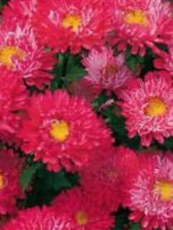 แอสเตอร์ (Aster) สีแดง / ซอง 50 เม็ด (A282)