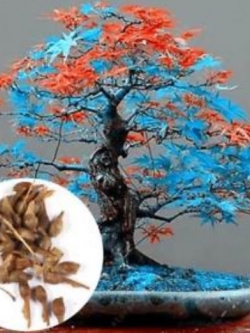 เมเปิ้ลบอนไซ (Maple Bonsai) สีแดง-ฟ้า / 20 เม็ด