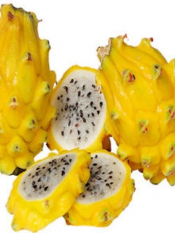 แก้วมังกรเหลือง (Yellow Pitaya) เนื้อขาว / 20 เม็ด