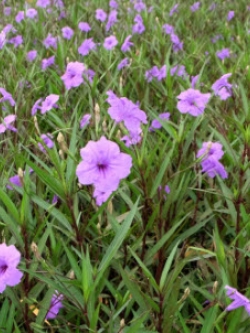 ต้นต้อยติ่งฝรั่ง สีชมพู ถุงดำ สูง 25-40 ซ.ม. / ต้น