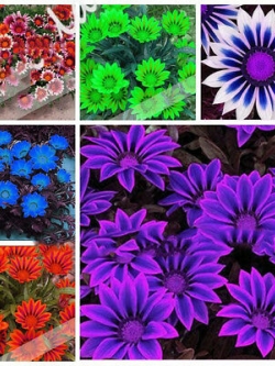 กาซาเนียแอฟริกา (Africa Gazania) คละ / 50 เม็ด